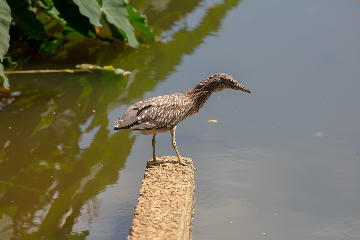 Black-crowned Night Heron - ML528211391