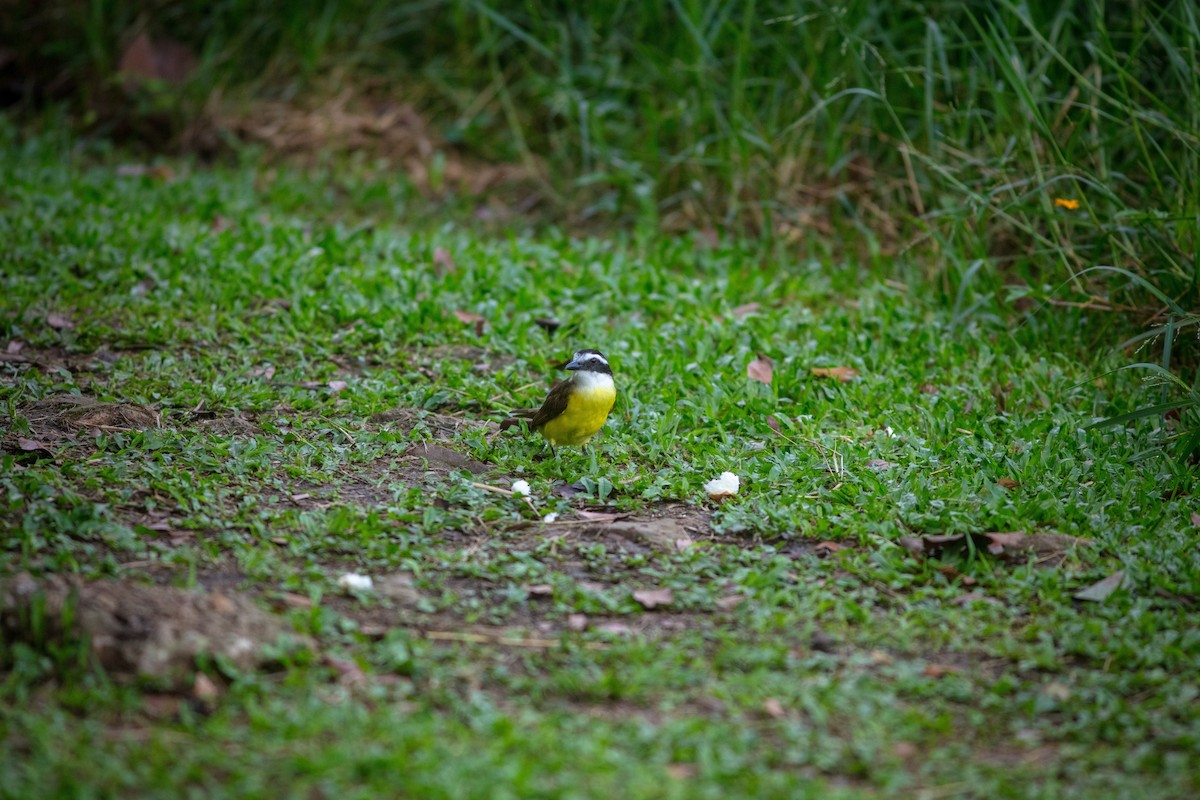 Great Kiskadee - ML528211691