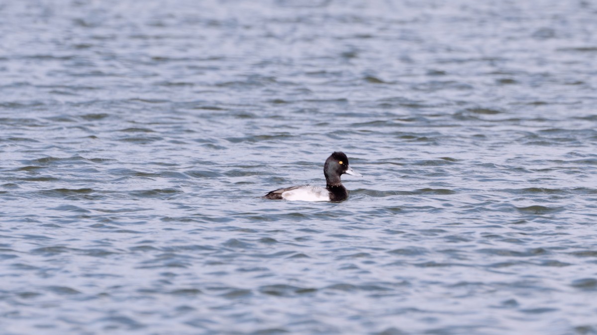 Lesser Scaup - ML528211781