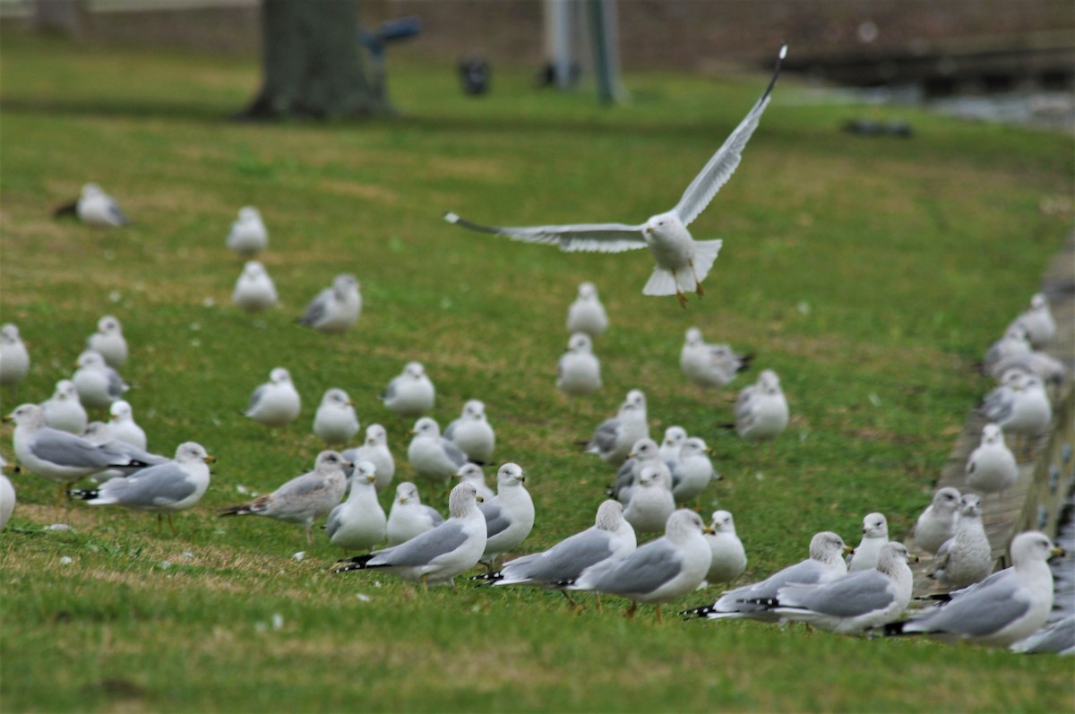 Ring-billed Gull - ML528211841