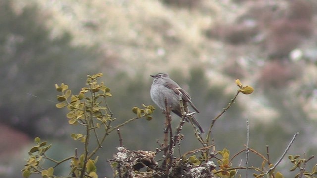 Townsend's Solitaire - ML528211931