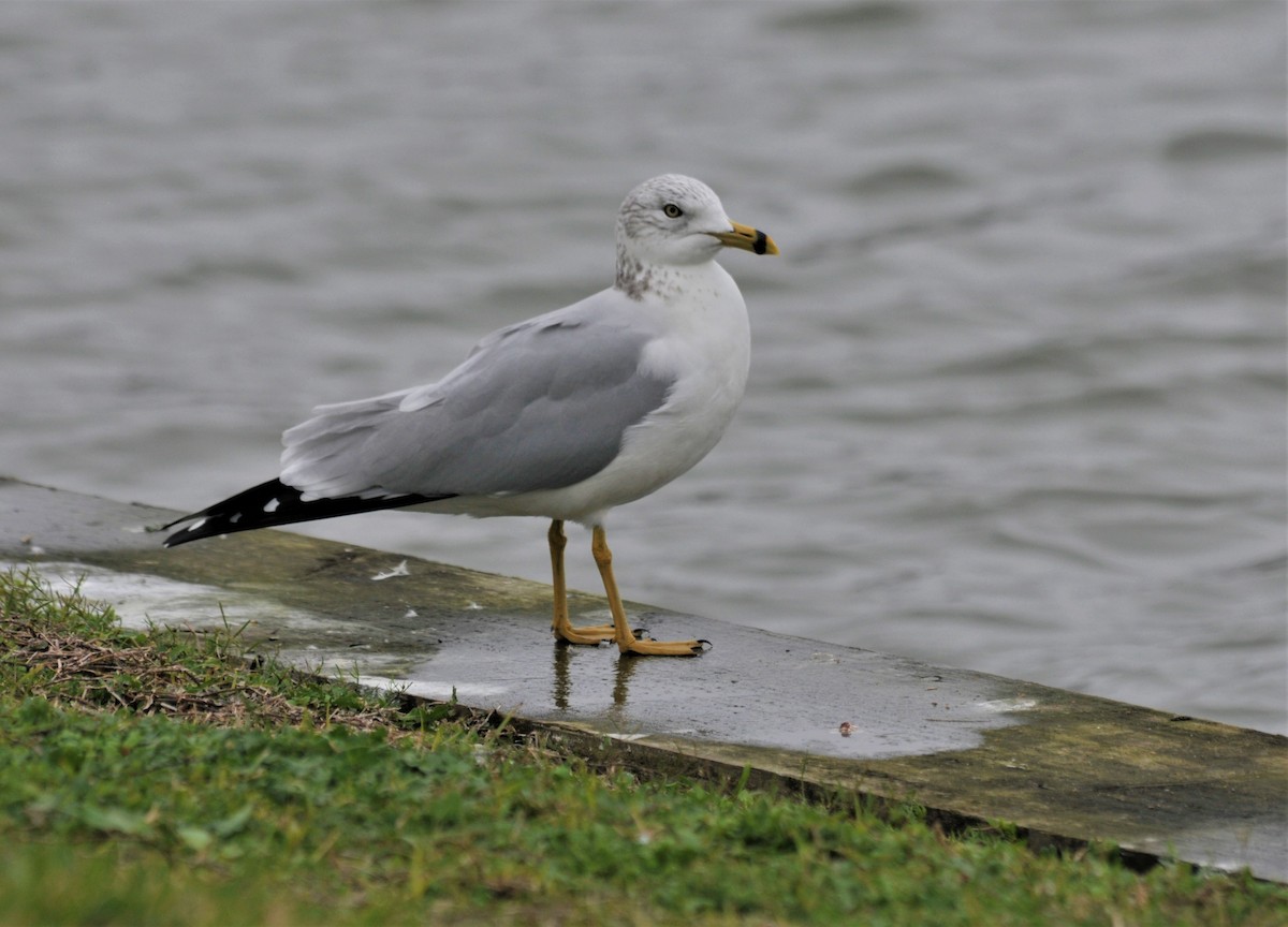 Ring-billed Gull - ML528211961