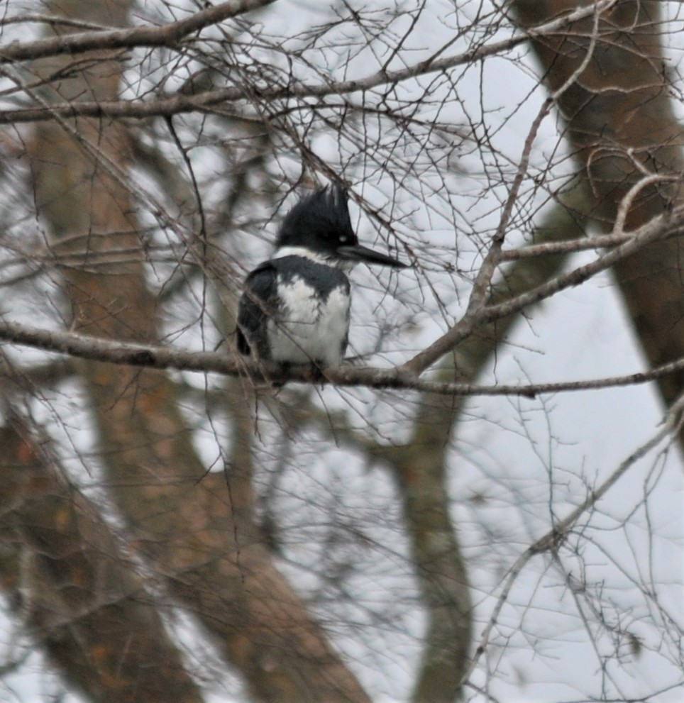 Belted Kingfisher - ML528212121