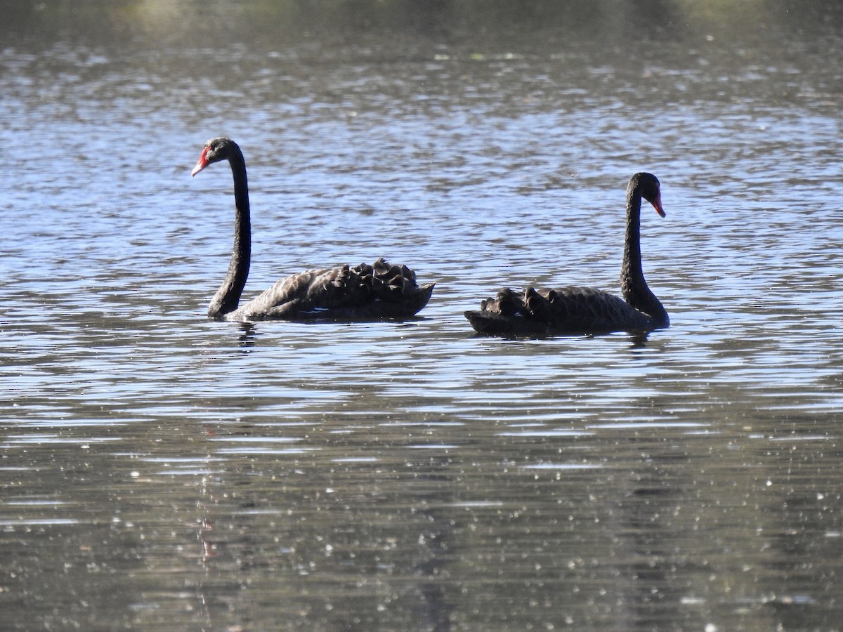 Cygne noir - ML528212801