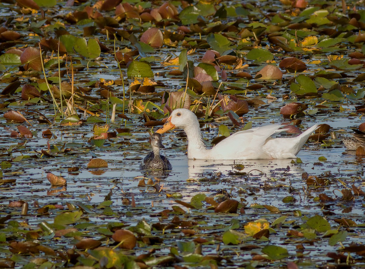 duck sp. - ML528212981