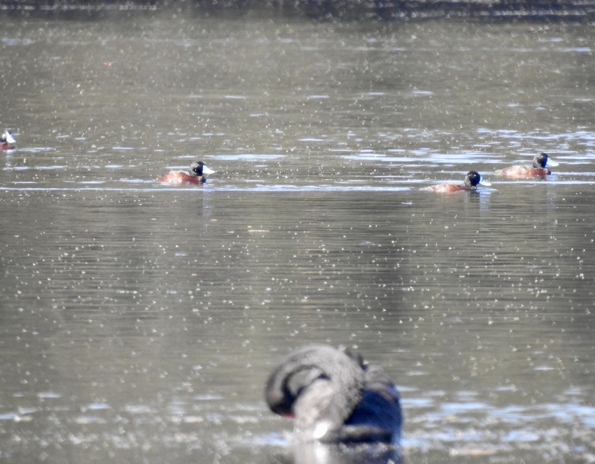 Blue-billed Duck - Anonymous