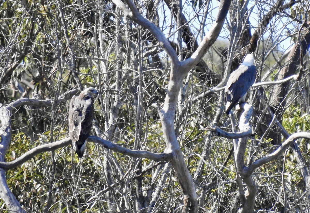 White-bellied Sea-Eagle - ML528213091