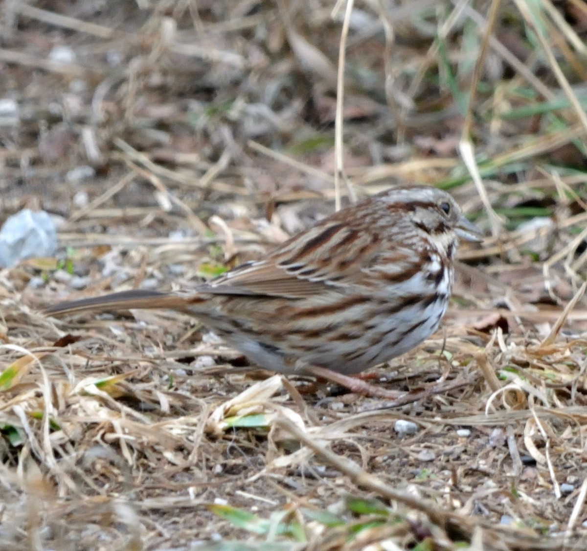 Song Sparrow - ML528213261