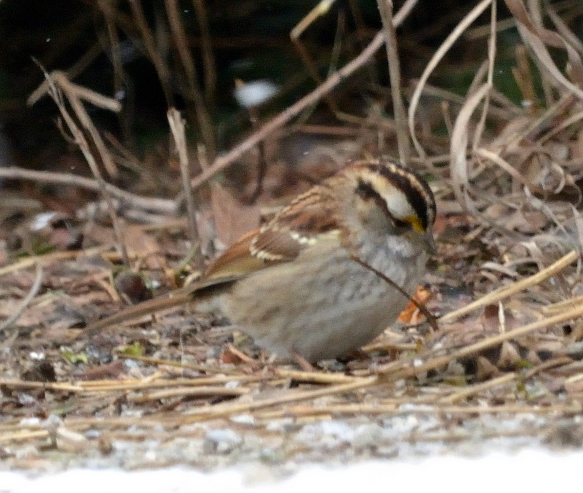 White-throated Sparrow - ML528213301