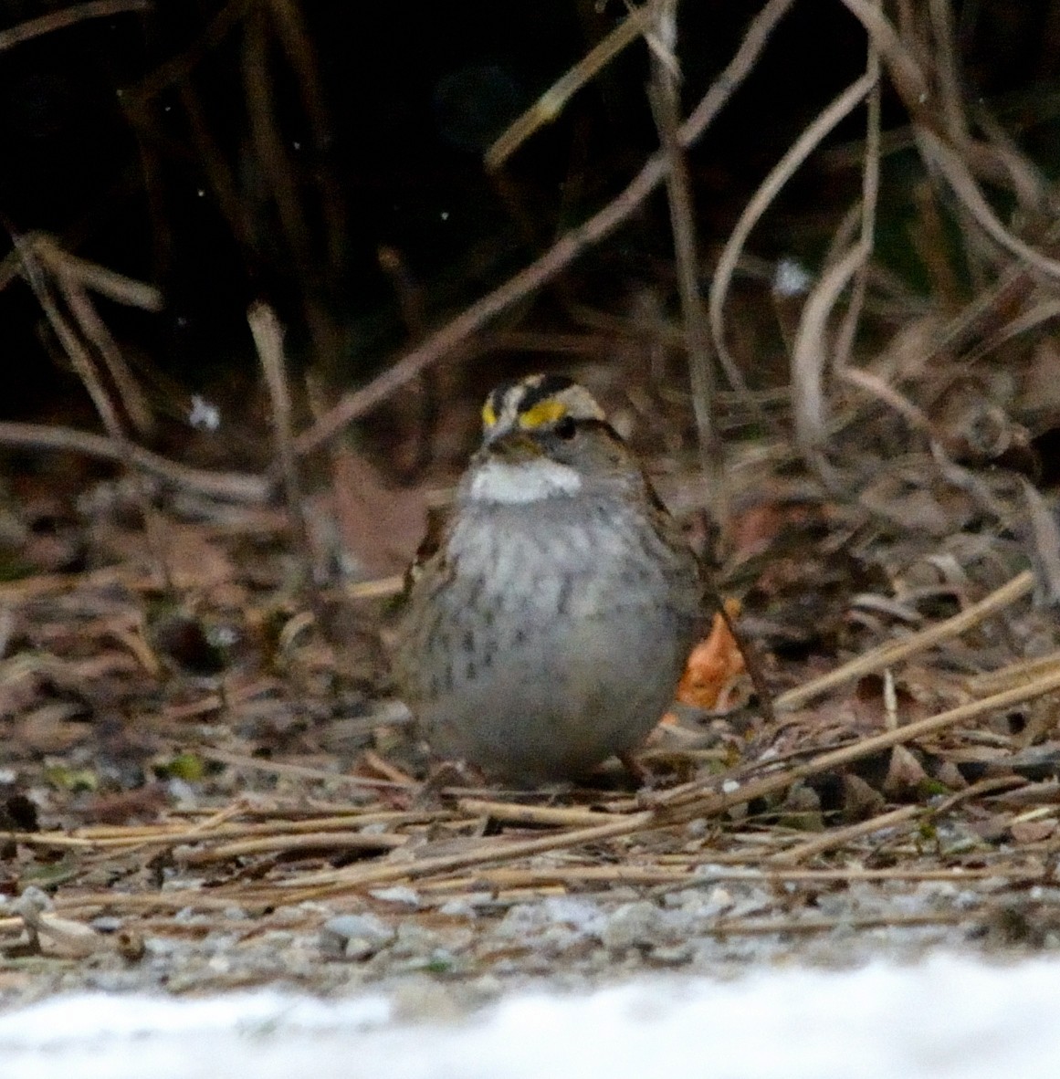 White-throated Sparrow - ML528213311