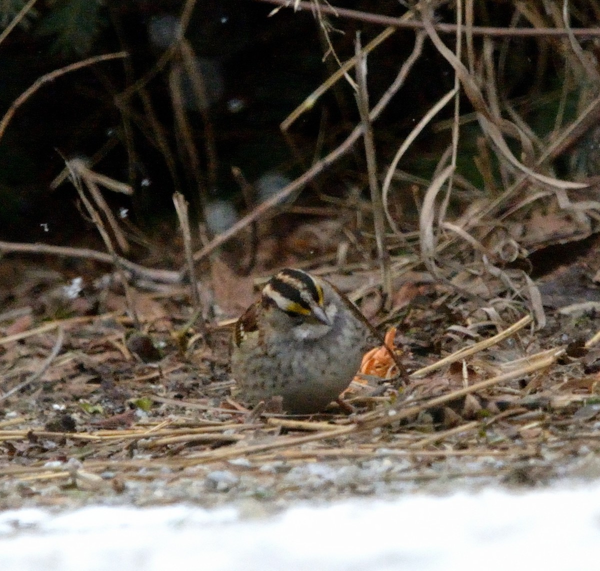 White-throated Sparrow - ML528213321
