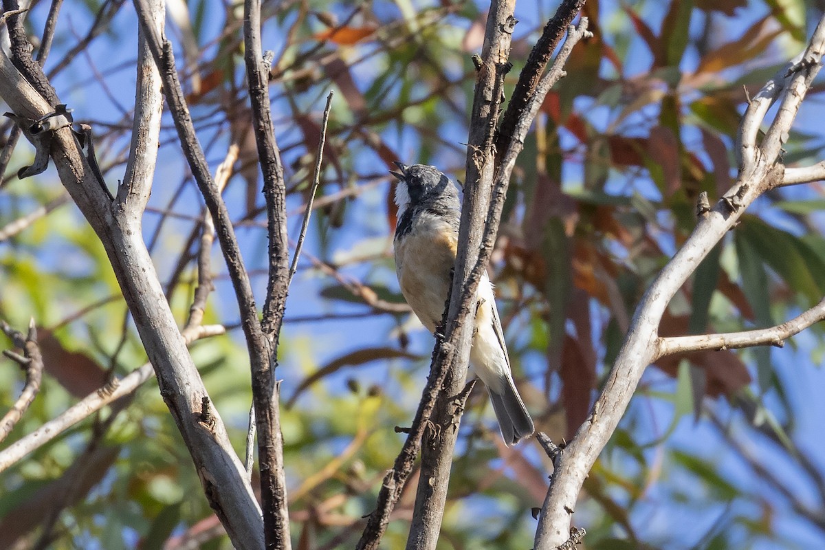 Rufous Whistler - ML528213401