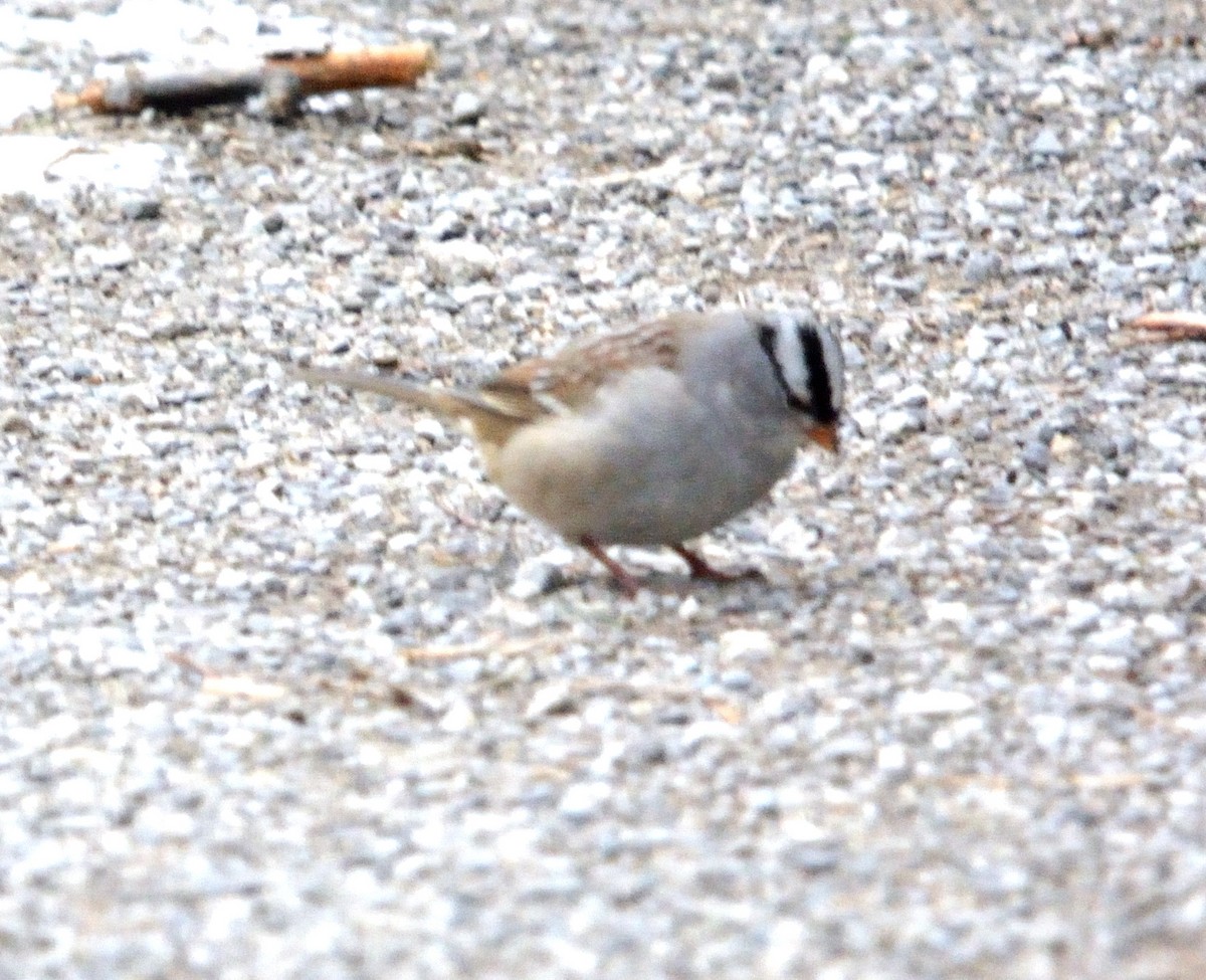 Bruant à couronne blanche - ML528213691