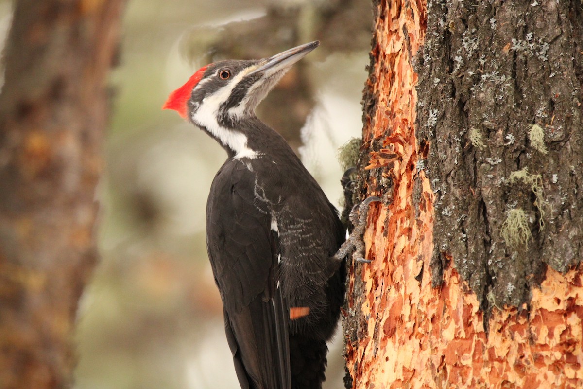 Pileated Woodpecker - ML528214131