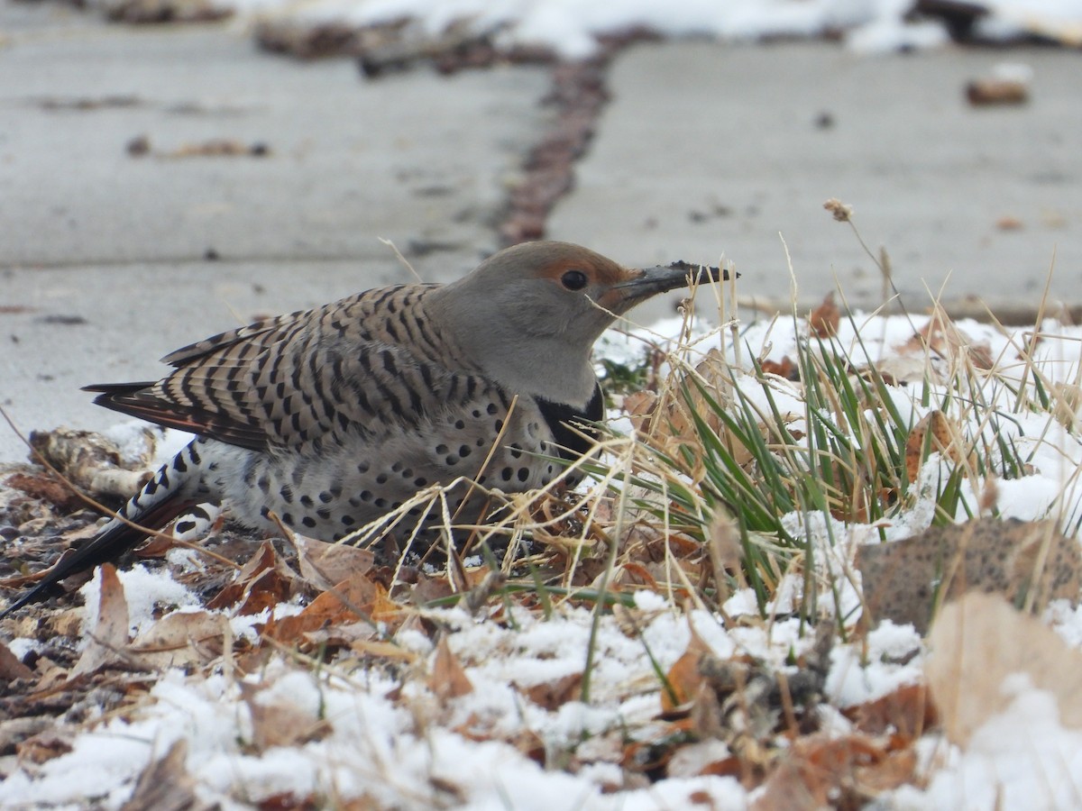 Northern Flicker (Red-shafted) - ML528214651
