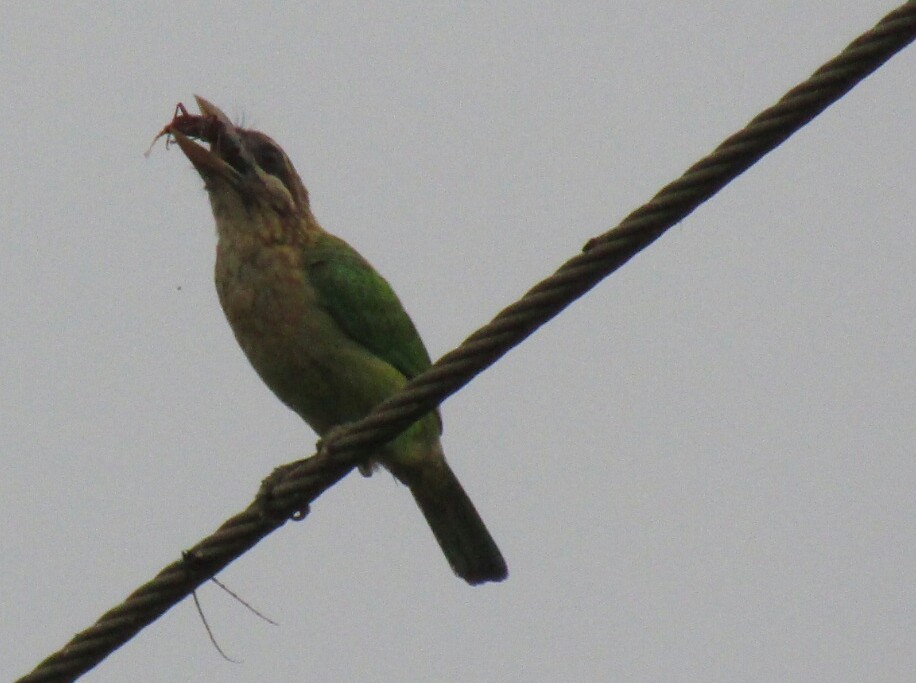 White-cheeked Barbet - ML52821471