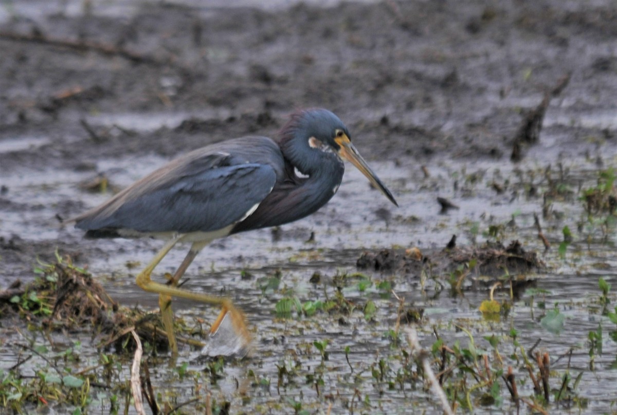 Tricolored Heron - Darlene Eschete