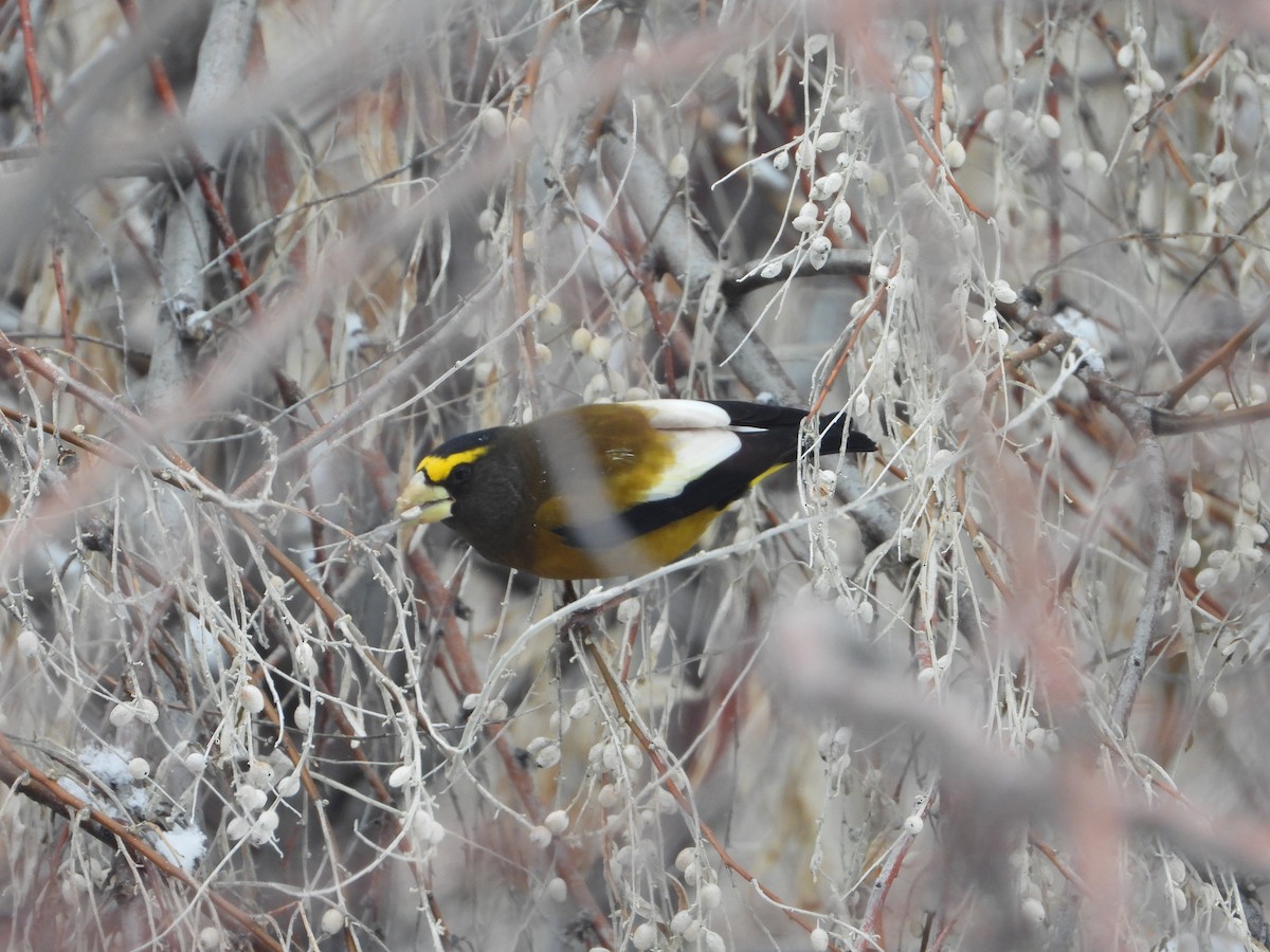 Evening Grosbeak - ML528214741