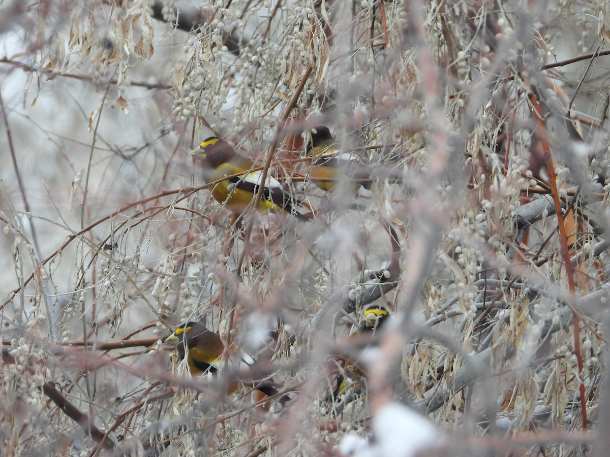 Evening Grosbeak - ML528214751