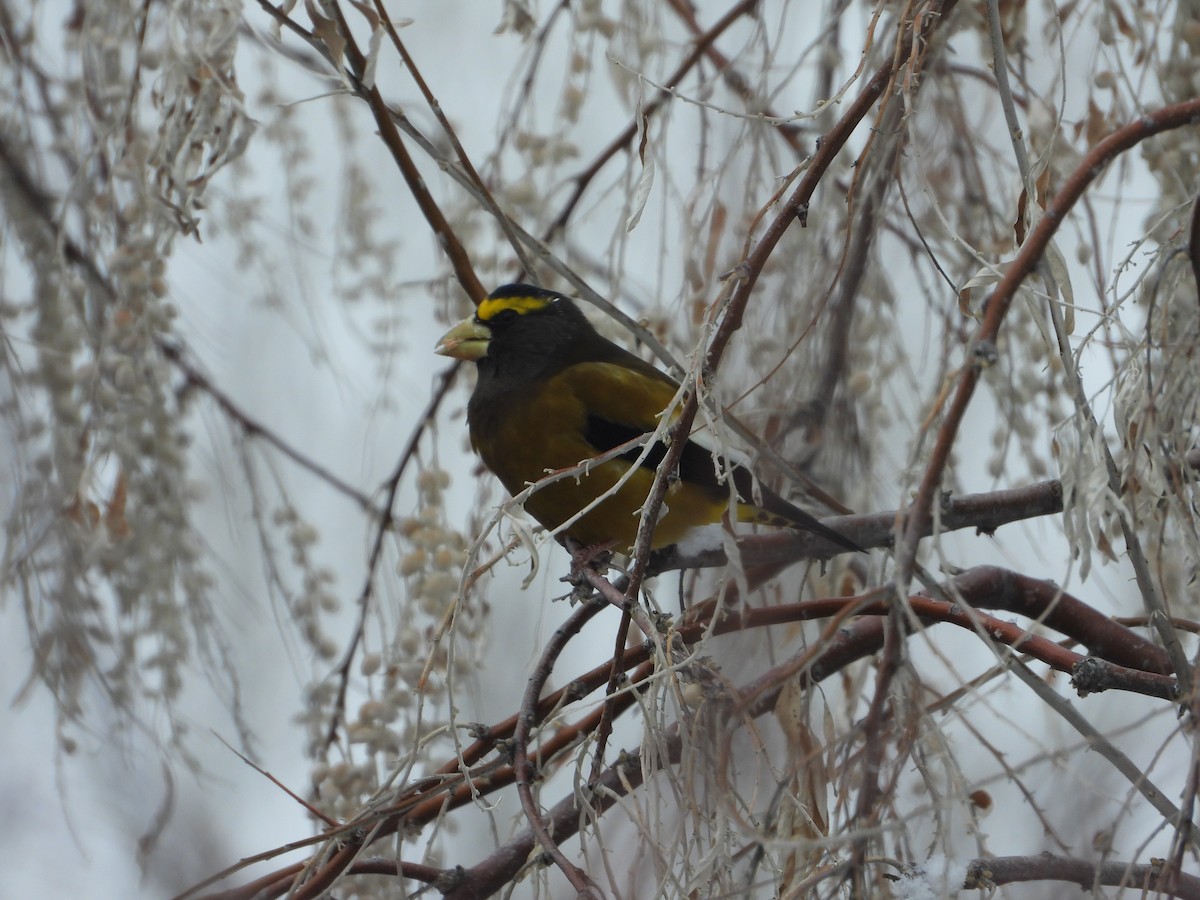 Evening Grosbeak - ML528214761