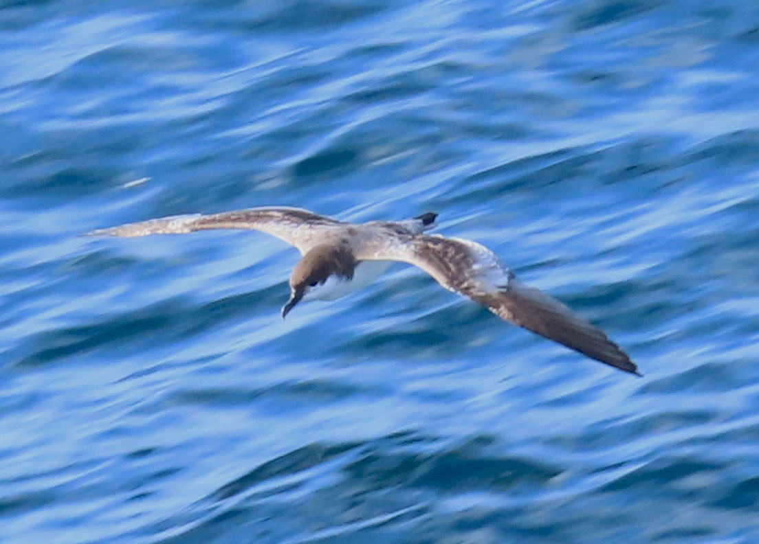 Buller's Shearwater - ML528214781