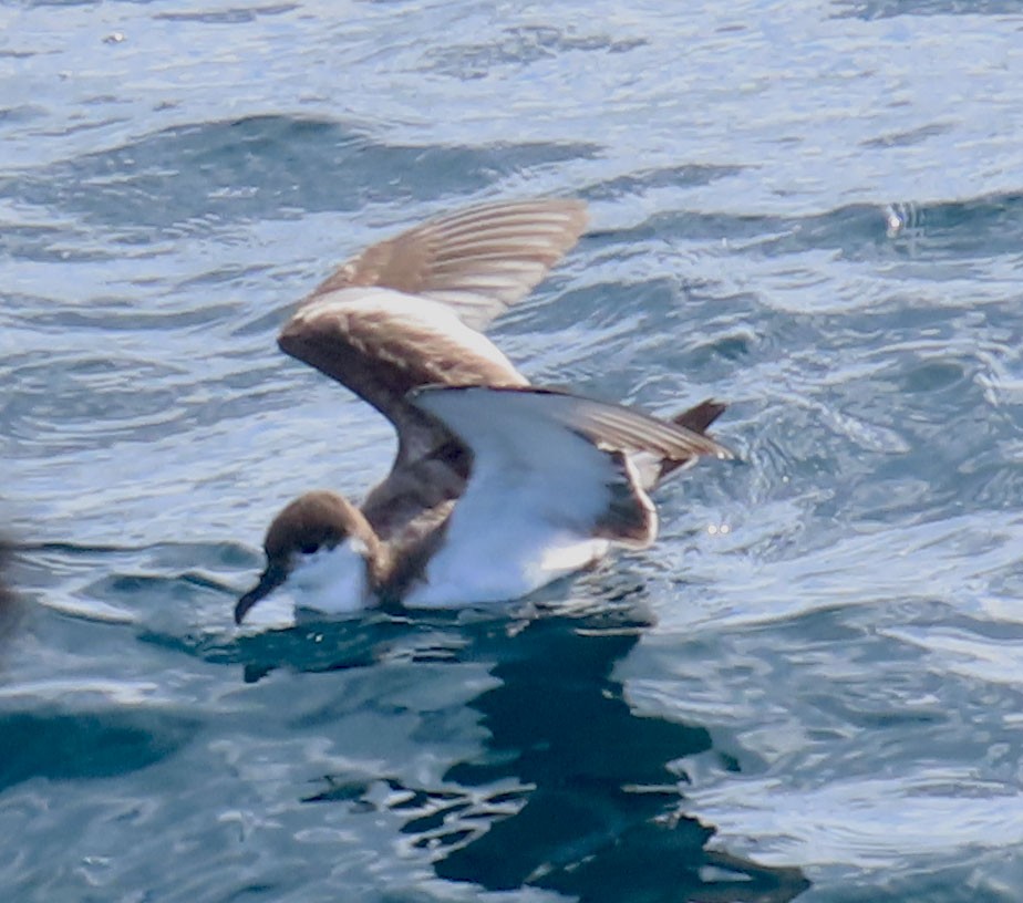 Buller's Shearwater - ML528214811