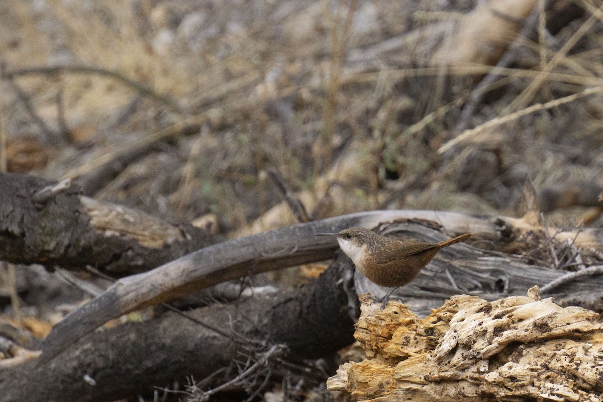 Canyon Wren - ML528214941