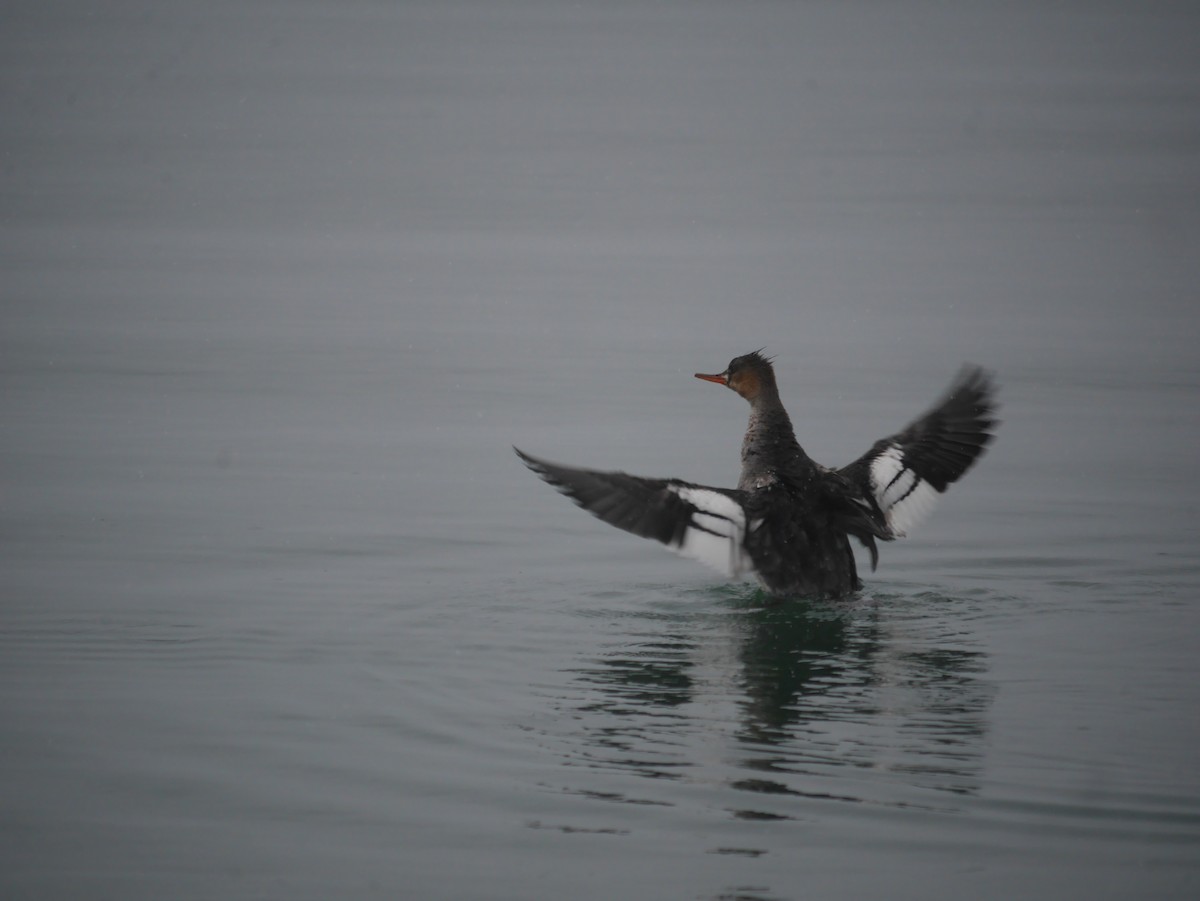 Red-breasted Merganser - Cindy Dobrez