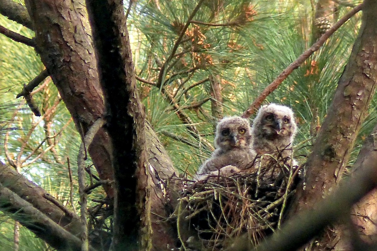 Great Horned Owl - ML52821691