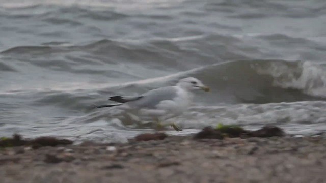 Ring-billed Gull - ML528217251