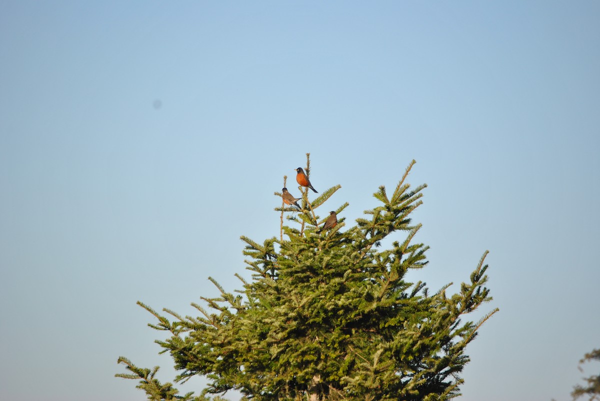 American Robin - ML528218461