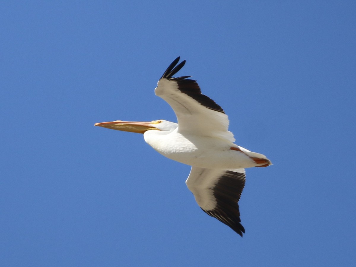 American White Pelican - ML528218491
