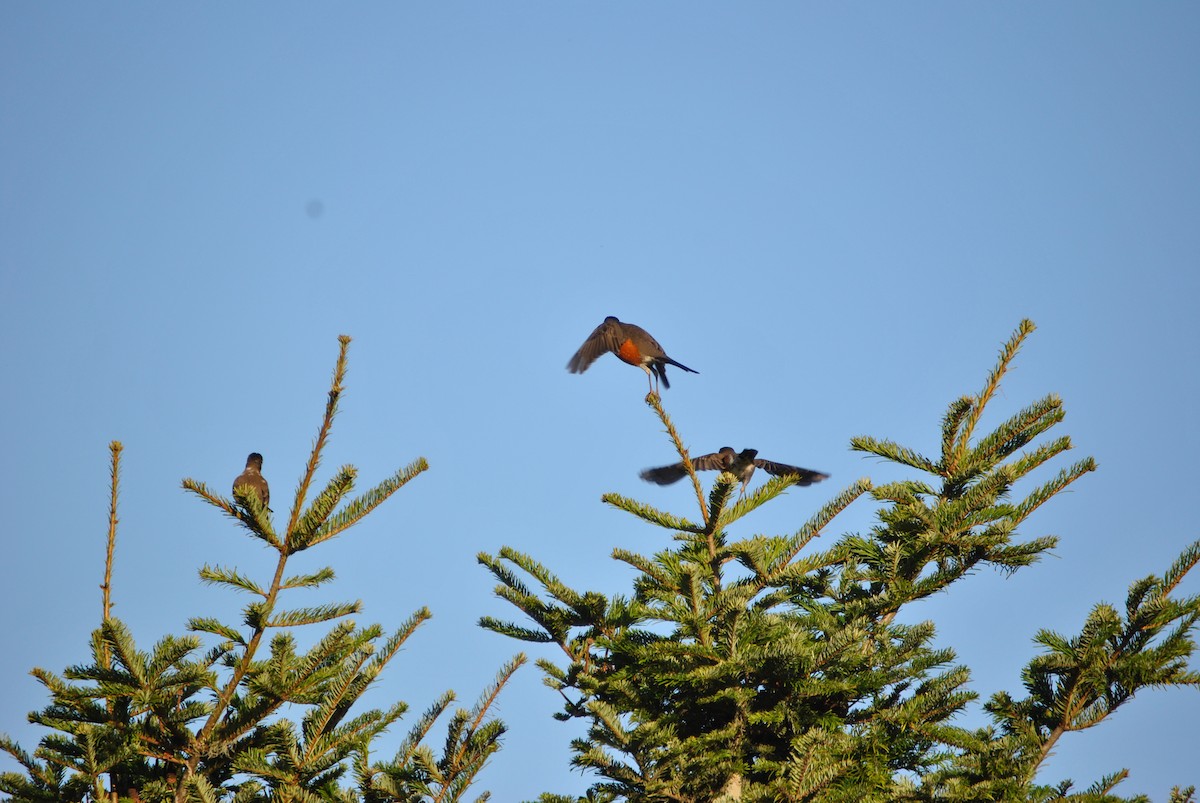 American Robin - ML528218501