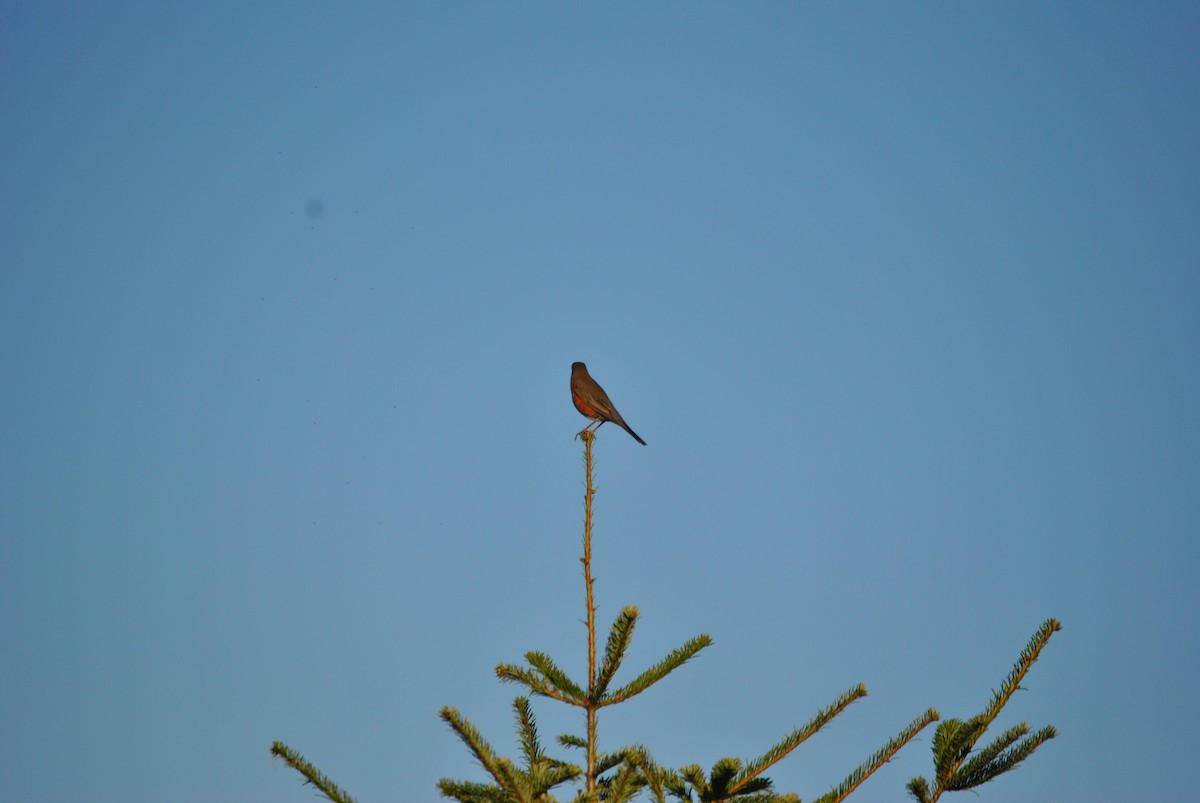 American Robin - ML528218521