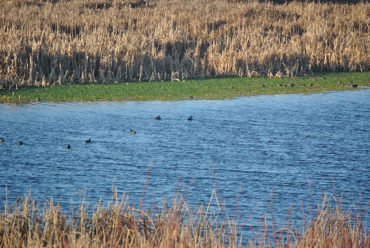Gadwall - ML528218581