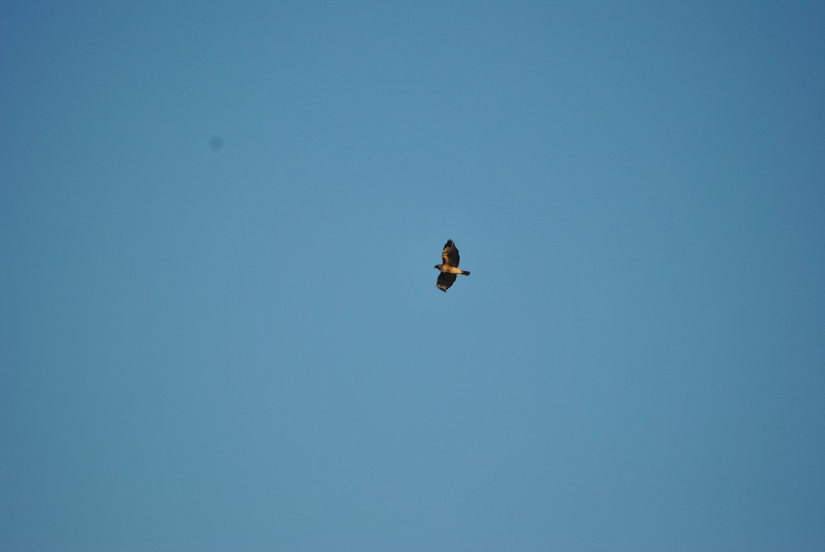 Red-tailed Hawk - ML528218631