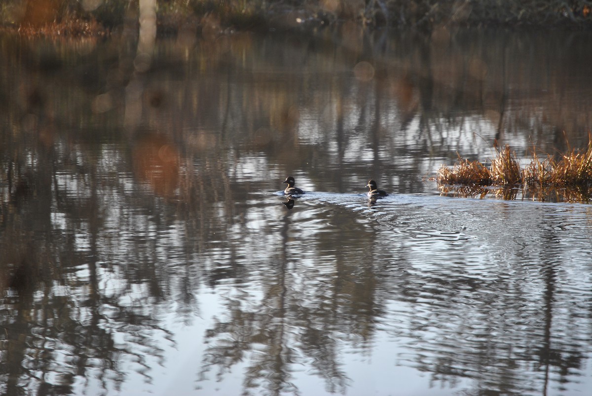 Bufflehead - ML528218691