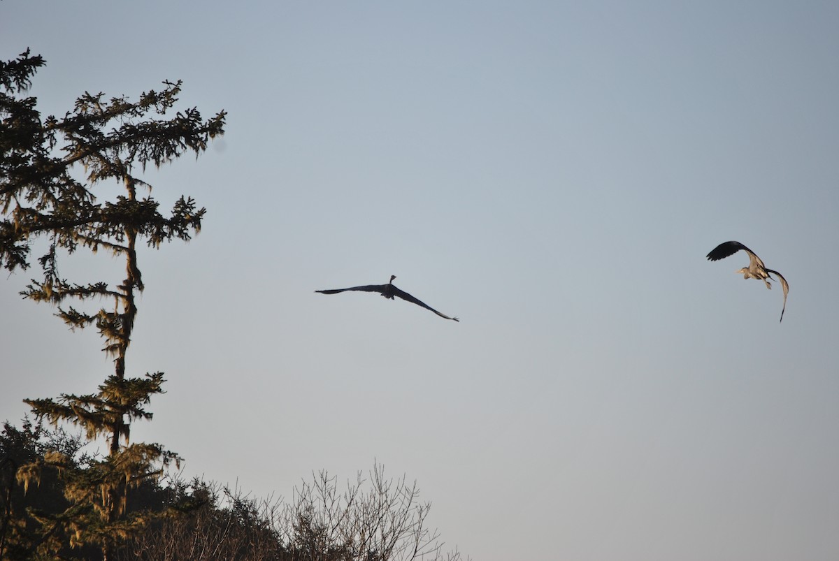 Great Blue Heron - ML528218771
