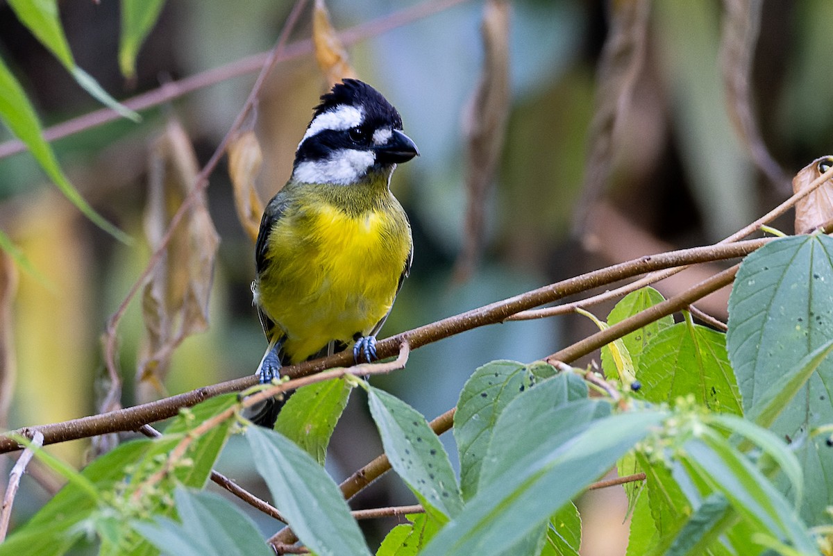 Eastern Shrike-tit - ML528218801