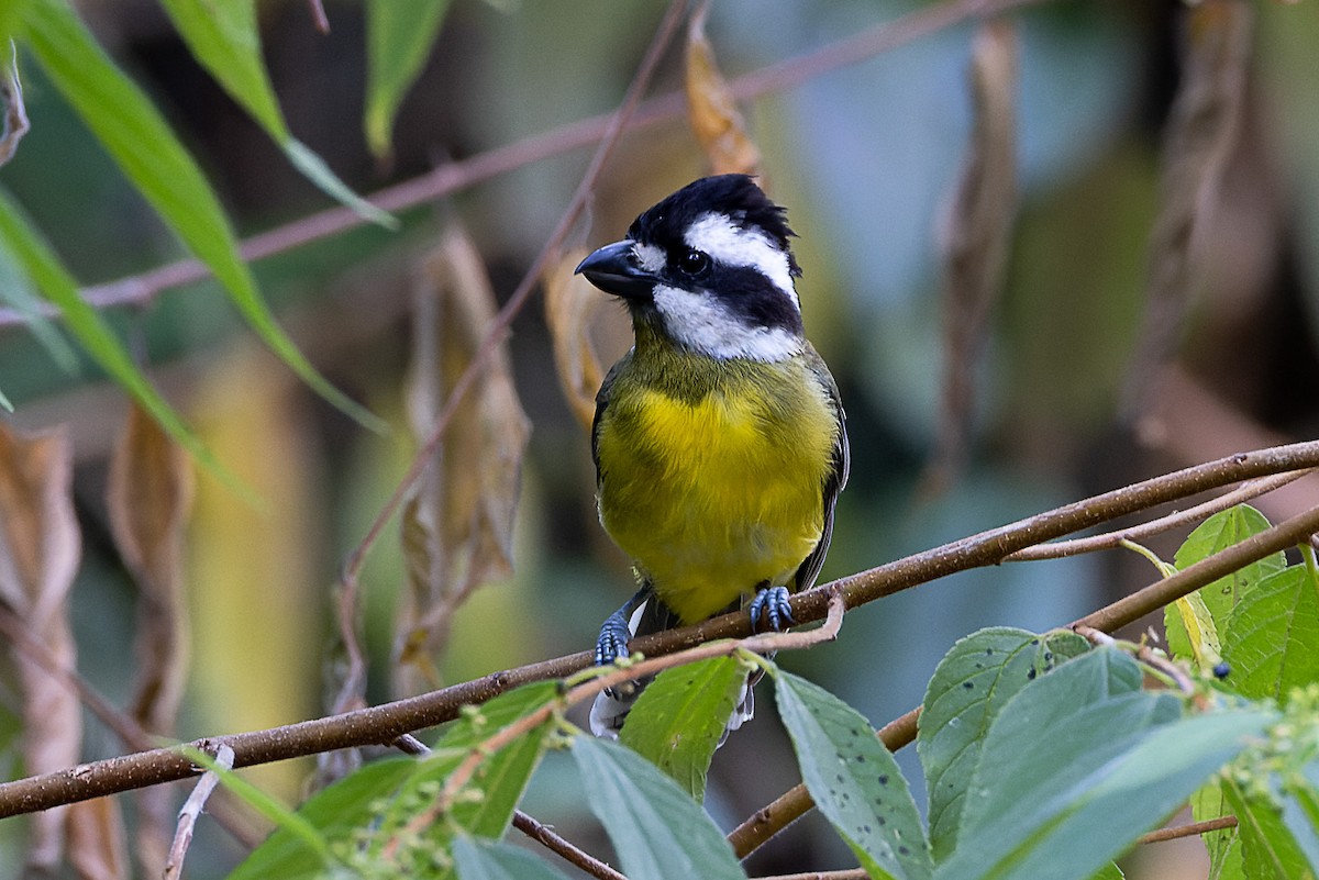 Eastern Shrike-tit - ML528218831