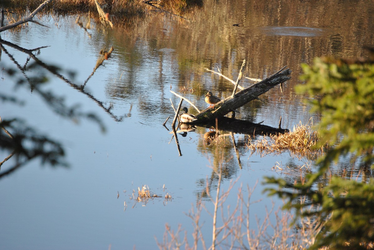 Mallard - ML528218841