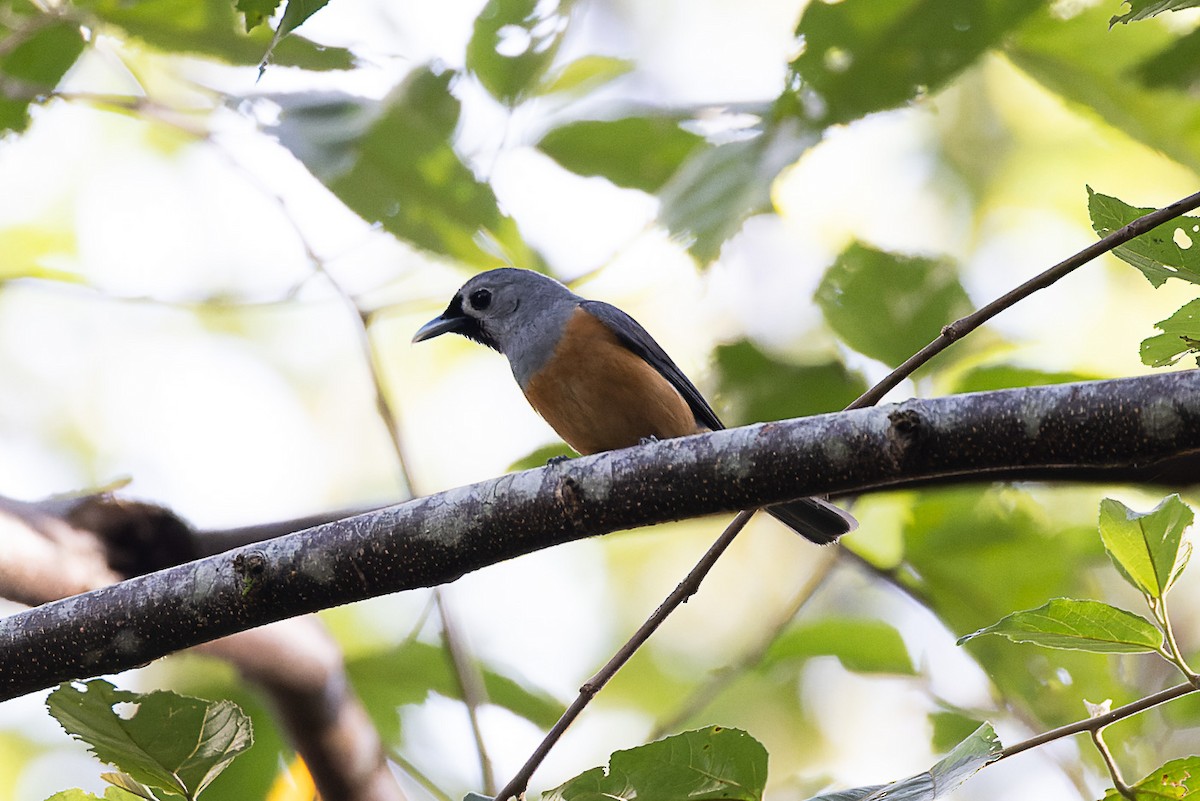 Black-faced Monarch - ML528218861