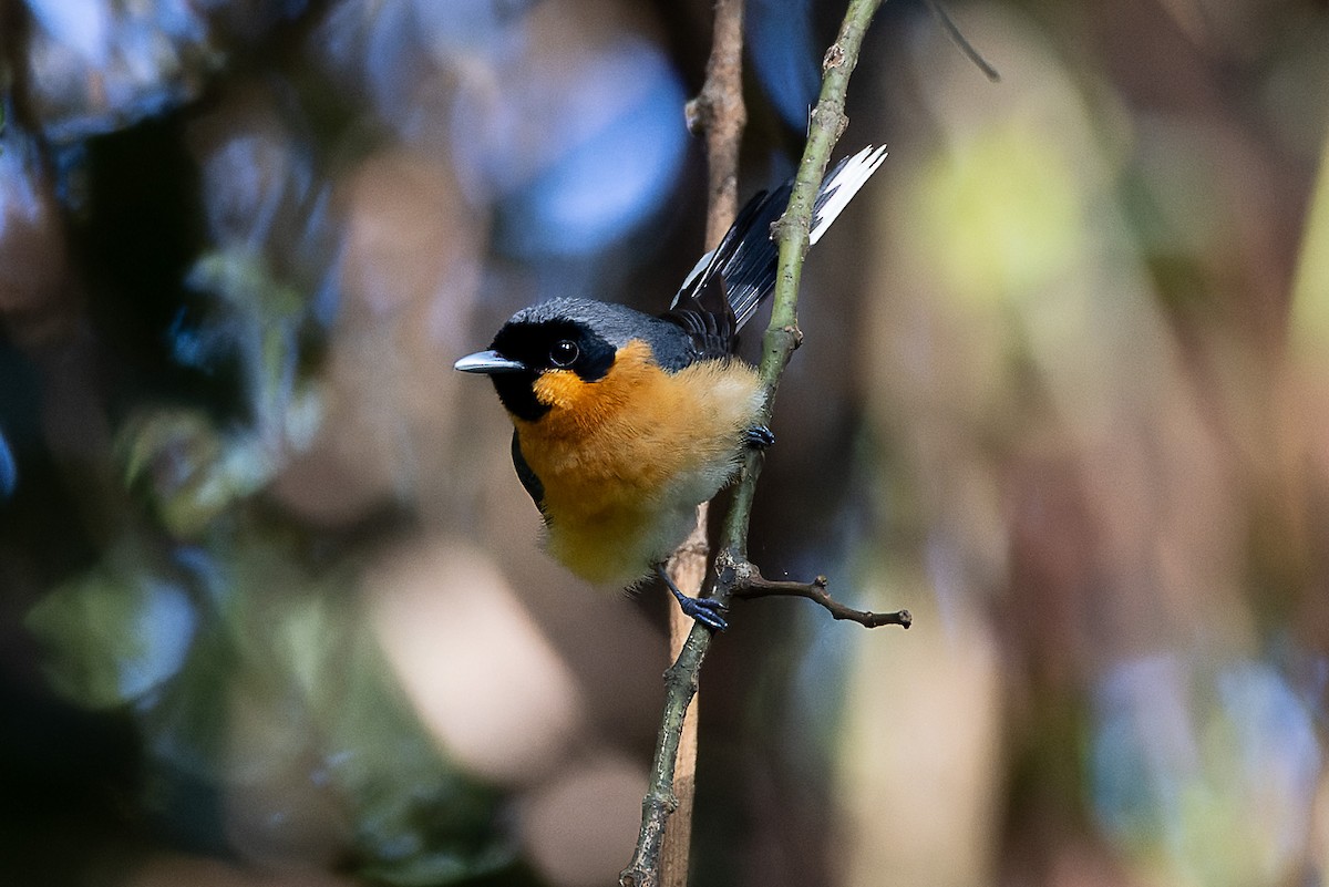 Spectacled Monarch - ML528218941