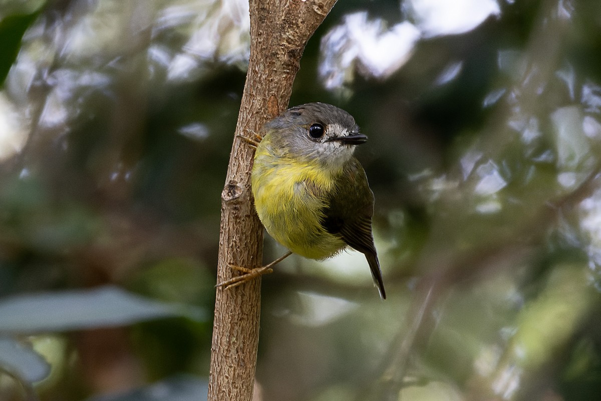 Pale-yellow Robin - ML528219091