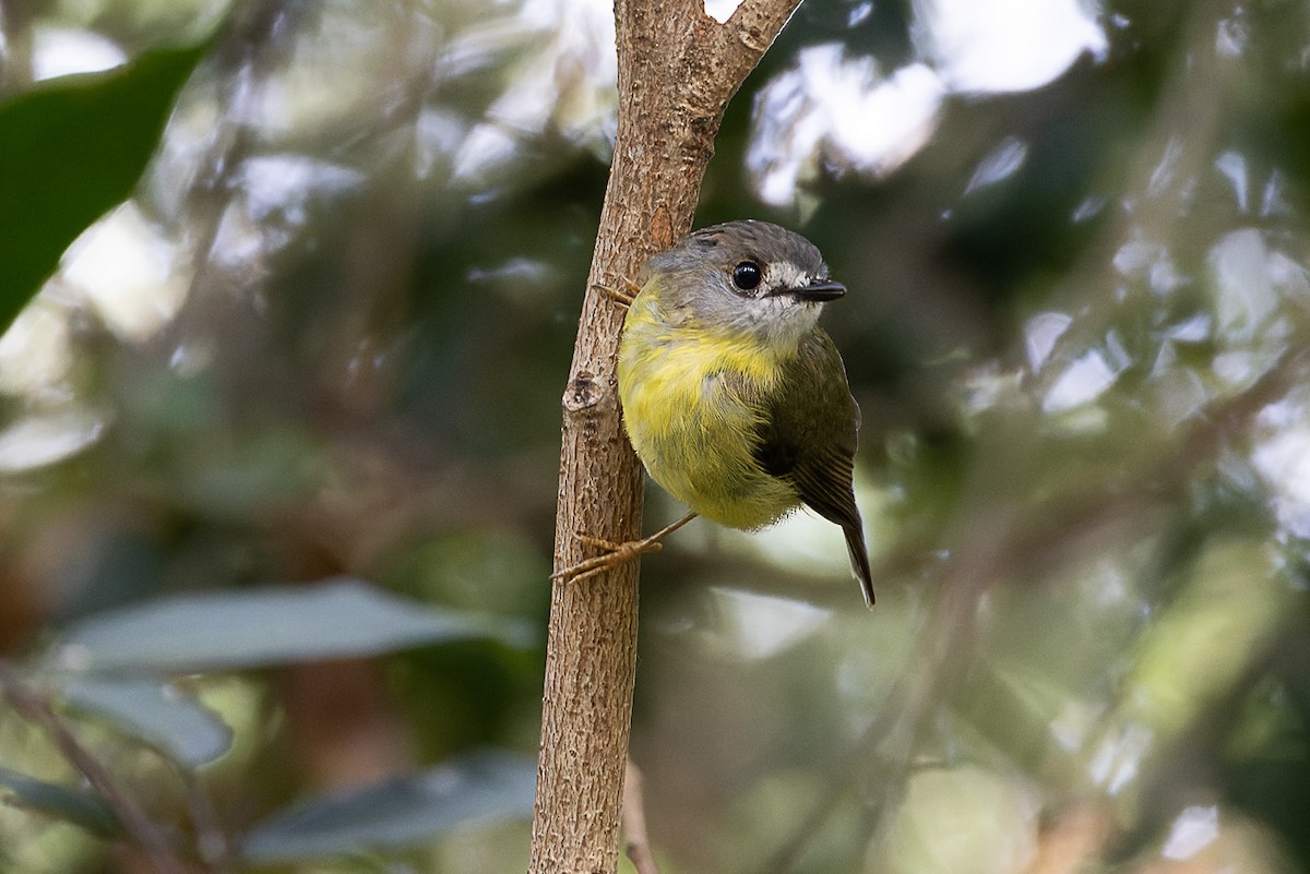 Pale-yellow Robin - ML528219101