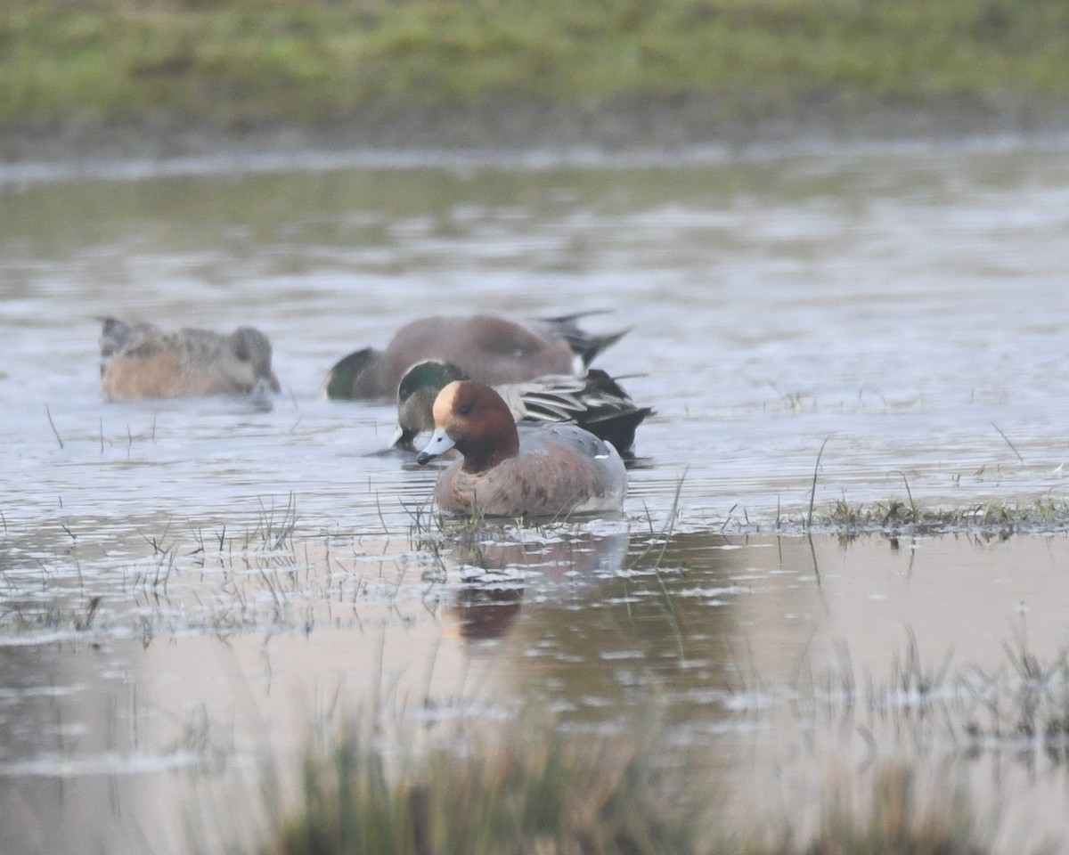 Eurasian Wigeon - ML528219291