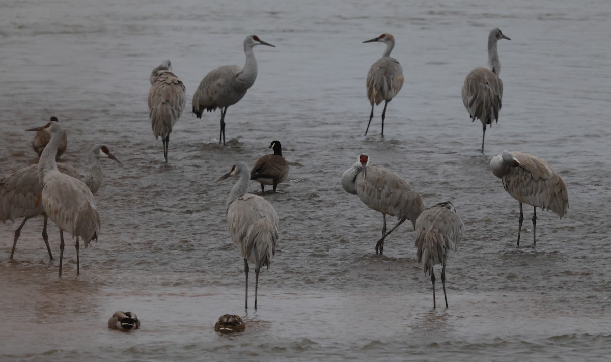 Sandhill Crane - ML528219751