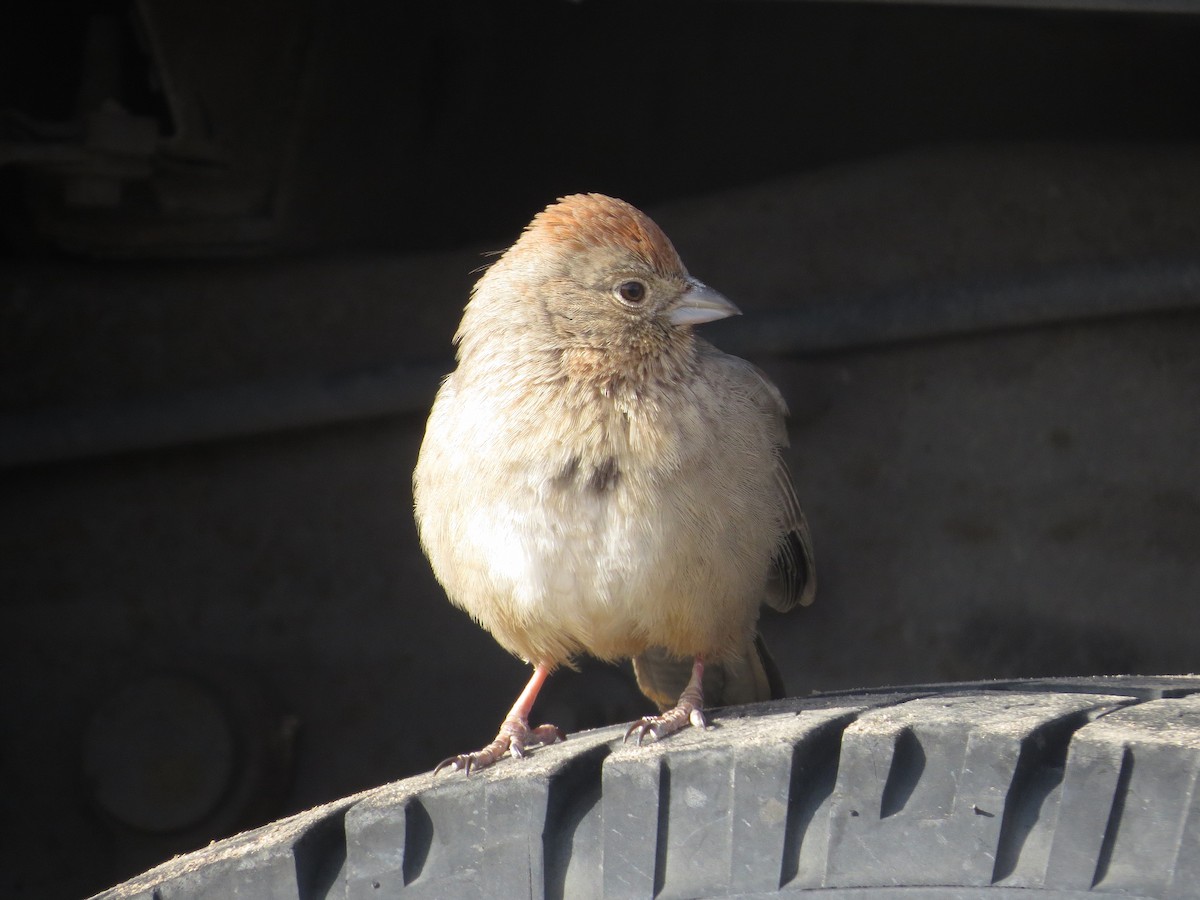 Canyon Towhee - ML528219971