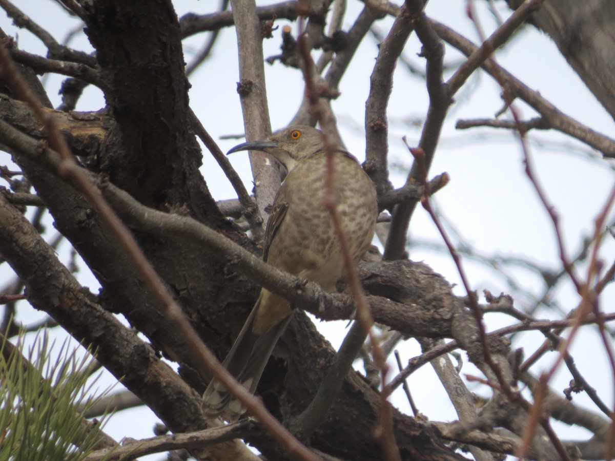 Curve-billed Thrasher - ML528220061