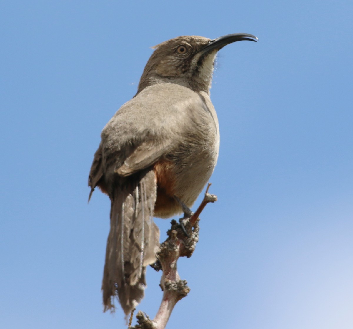 Crissal Thrasher - Robert Bochenek